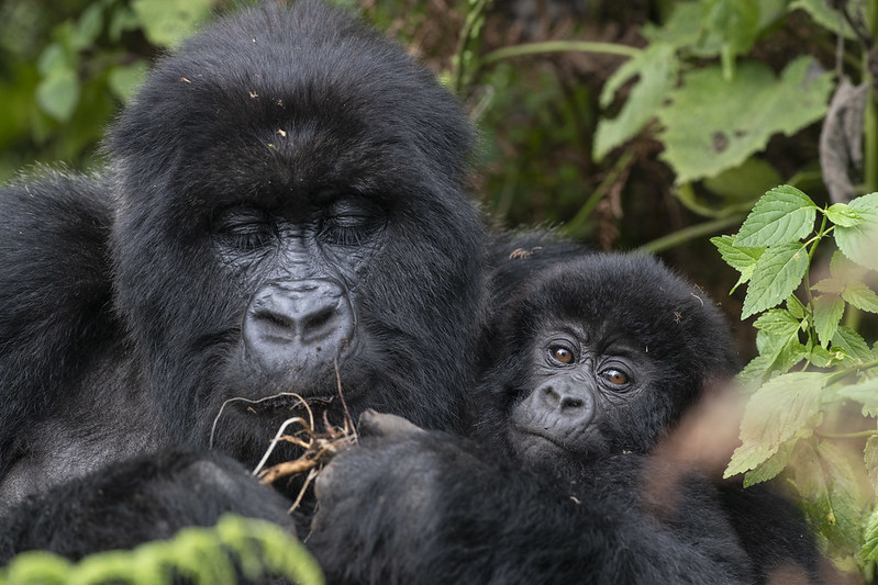 Gorillas infant
